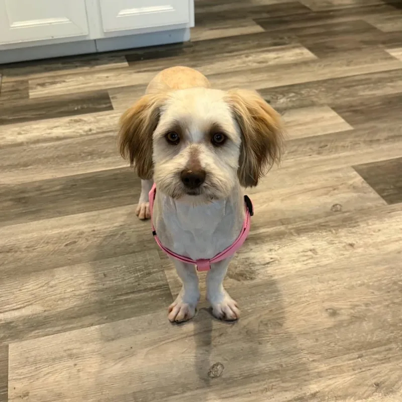 A young small-sized female Havanese dog named Tiffany for adoption in Statesville, NC
