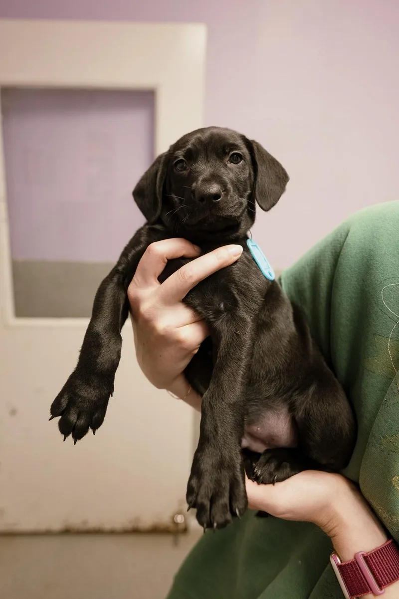 A baby medium-sized male Dutch Shepherd dog named Bromley for adoption in Cincinnati, OH