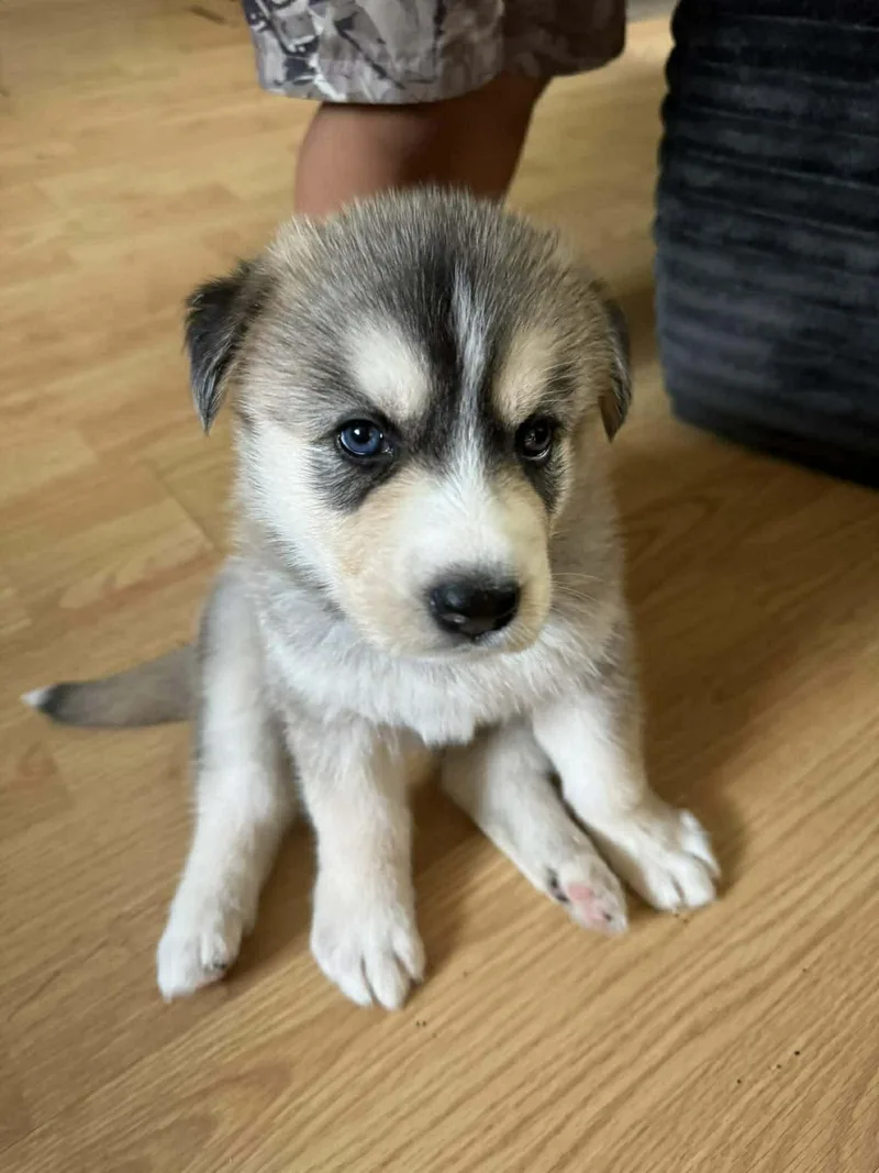 A baby large-sized female Husky dog named Nutmeg for adoption in Holly Springs, NC