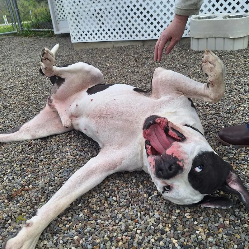 An adult large-sized male Black American Bulldog dog named Huxley for adoption in Attica, NY