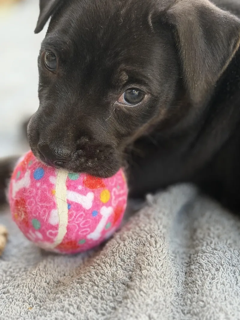 A baby small-sized female American Staffordshire Terrier dog named Josie for adoption in Somerville, TX