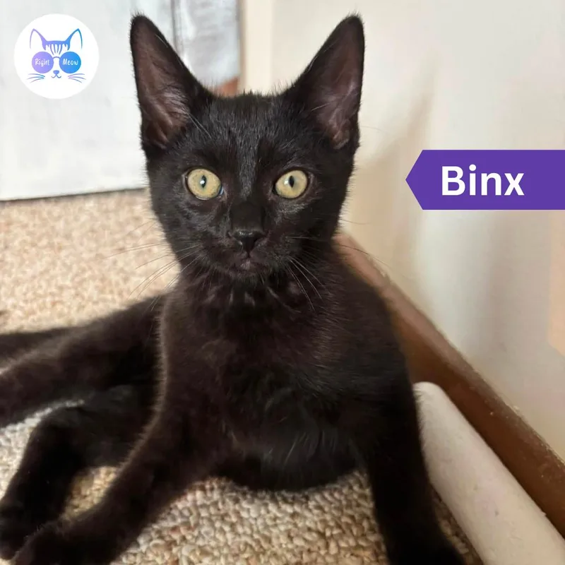 A young medium-sized male Black Domestic Short Hair cat named Binx for adoption in Penfield, NY