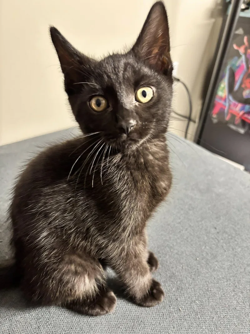 Binx thumbnail 3