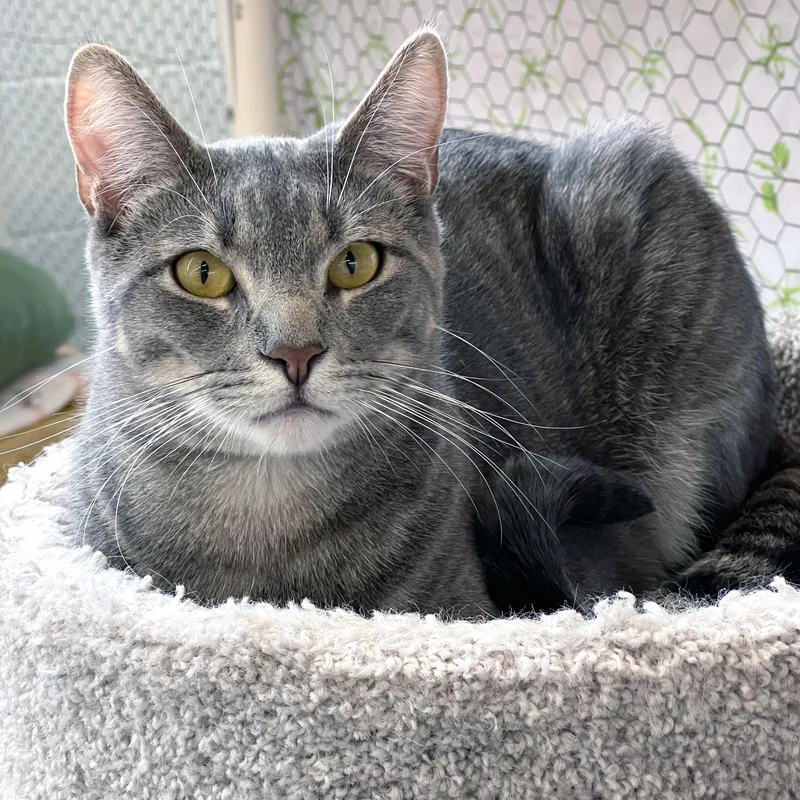 A young medium-sized male Tabby (Gray / Blue / Silver) Domestic Short Hair cat named Maverick for adoption in St. Louis, MO