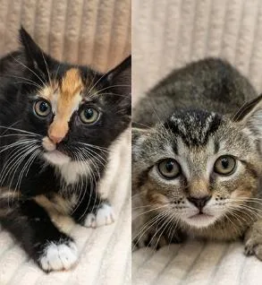 A baby small-sized female Tortoiseshell Domestic Short Hair cat named Java & Joker for adoption in Encinitas, CA