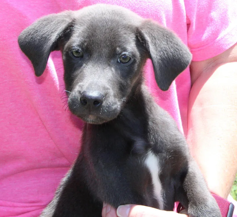 A baby medium-sized male Shepherd dog named Jett for adoption in Prattville, AL
