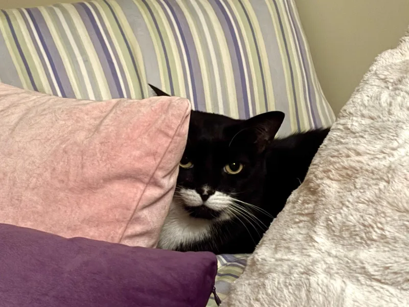 A senior medium-sized female Black & White / Tuxedo Domestic Short Hair cat named Madeline Patricia for adoption in Somerville, MA