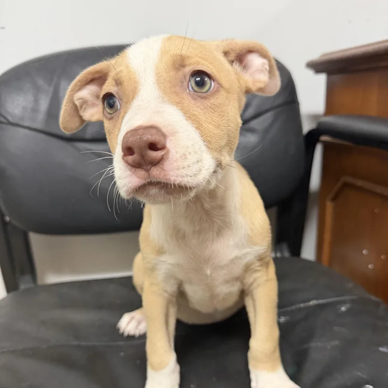A baby medium-sized female Yellow / Tan / Blond / Fawn Pit Bull Terrier dog named Bread and Butter for adoption in Columbia, SC