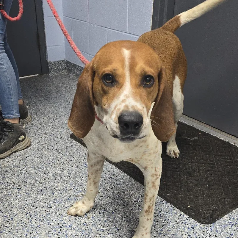An adult large-sized male Yellow / Tan / Blond / Fawn Hound dog named Kercheck for adoption in Yanceyville, NC