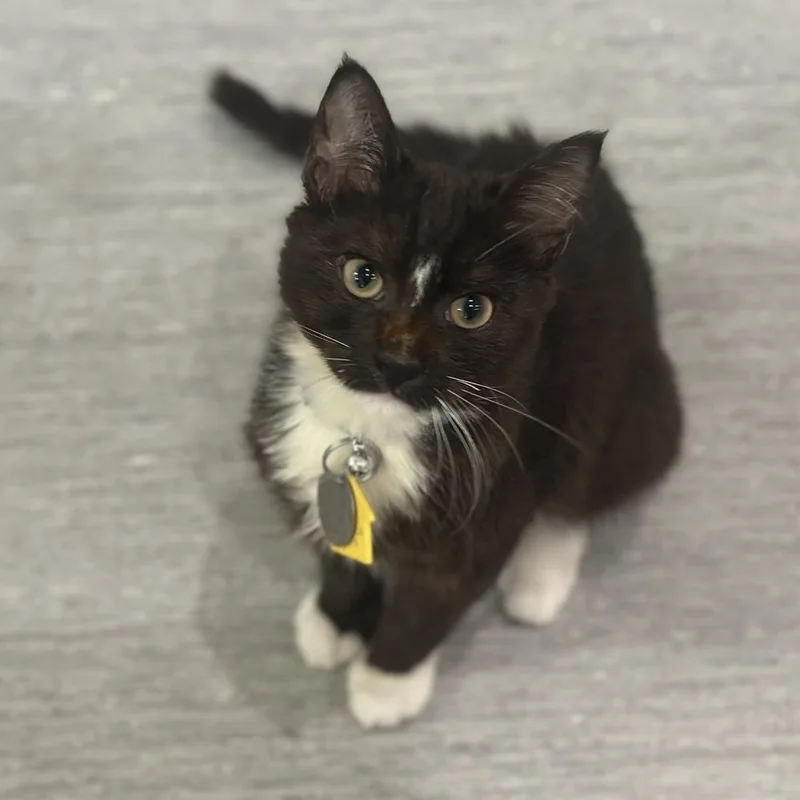 A baby small-sized male Domestic Medium Hair cat named Chilmark for adoption in Port Washington, NY