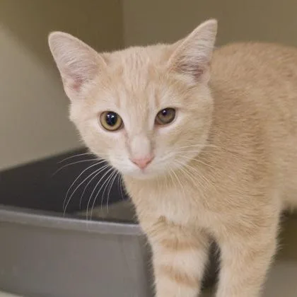 A baby small-sized male Domestic Short Hair cat named Pj for adoption in Verona, WI