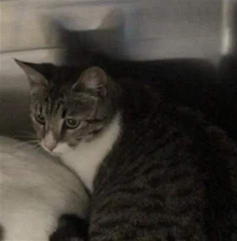 A young medium-sized female Domestic Short Hair cat named Laurel for adoption in Houston, TX