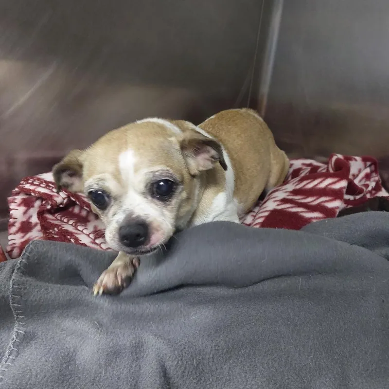 A senior small-sized female Mixed Breed dog named Mary for adoption in Henderson, KY