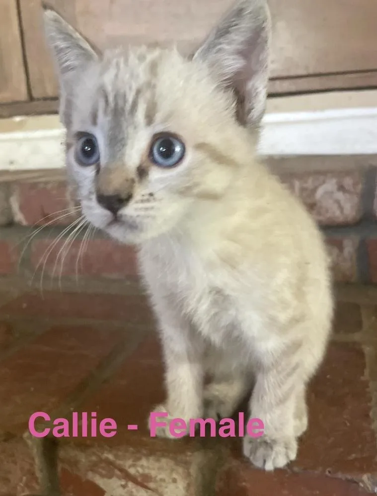 A baby small-sized female Cream / Ivory Siamese cat named Callie for adoption in Lancaster, CA