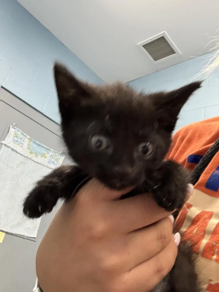 A baby small-sized male Black Domestic Short Hair cat named Jake Jr. for adoption in Evansville, IN