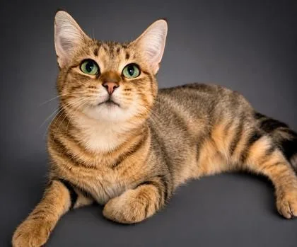 An adult large-sized female Domestic Short Hair cat named Myrtle for adoption in Bowling Green, KY