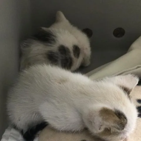 A baby small-sized female Domestic Short Hair cat named Baby Gloop for adoption in Riverside, CA