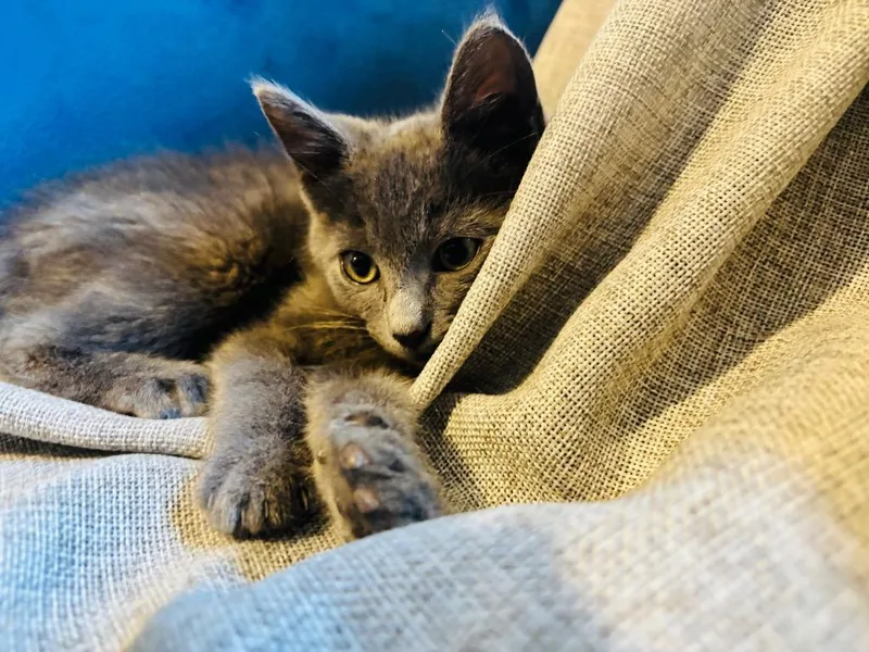 A baby small-sized male Domestic Short Hair cat named Genie for adoption in Newnan, GA