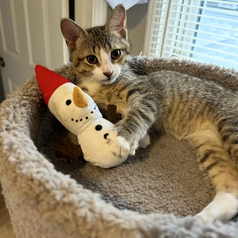 A baby medium-sized male Domestic Short Hair cat named Jager Lee for adoption in Rochester, NY