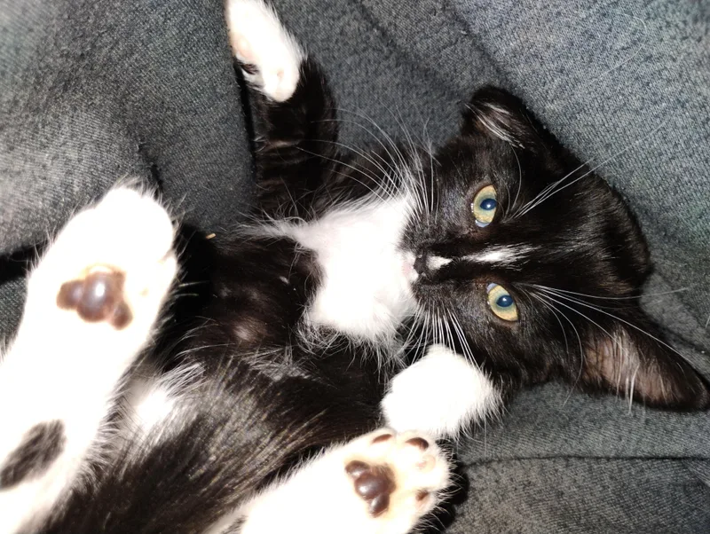 A baby medium-sized male Black Domestic Short Hair cat named Solar Flare for adoption in Fruit Heights, UT
