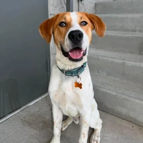 Cooper