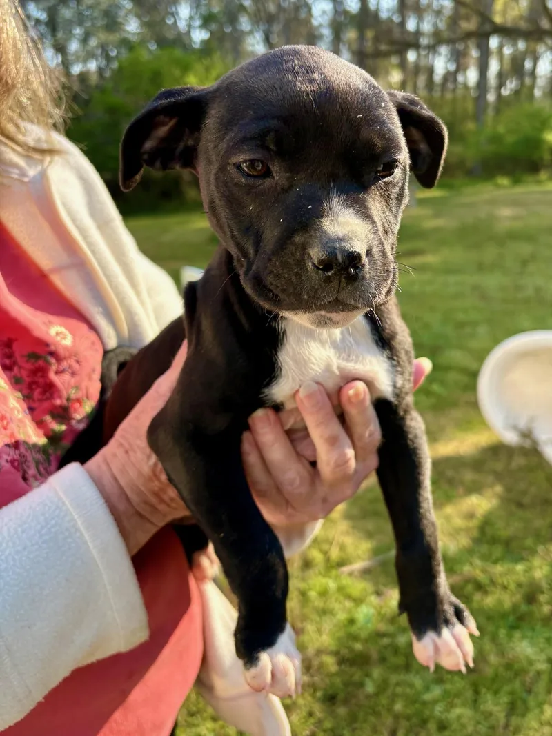A baby medium-sized female Black Terrier dog named Dottie for adoption in Greensboro, GA