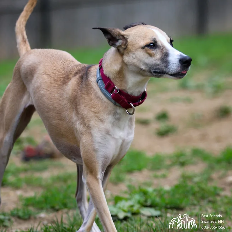 An adult medium-sized female Yellow / Tan / Blond / Fawn Mixed Breed dog named Asha for adoption in Swanzey, NH
