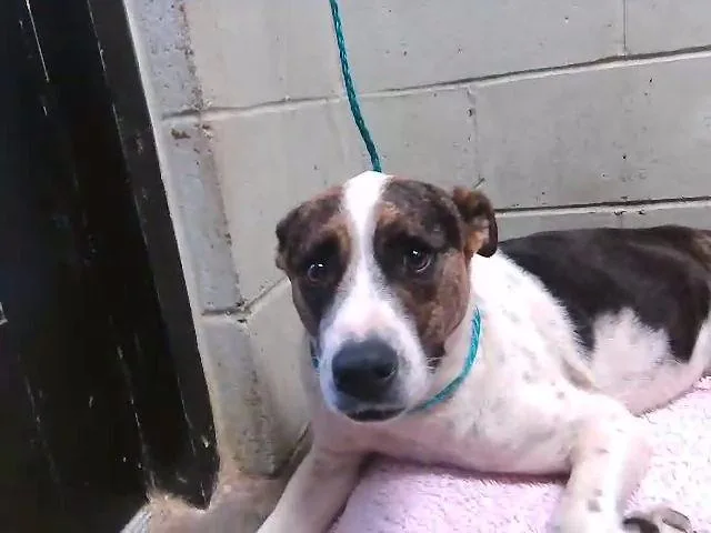 Daisy