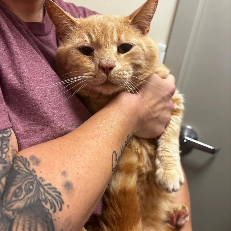 An adult medium-sized male Orange / Red Domestic Short Hair cat named Sandy for adoption in Tulsa, OK