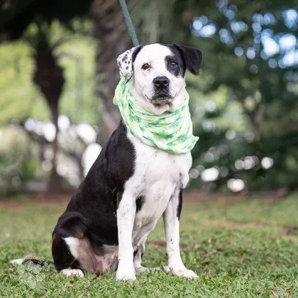 A senior medium-sized female Pit Bull Terrier dog named Po for adoption in Honolulu, HI