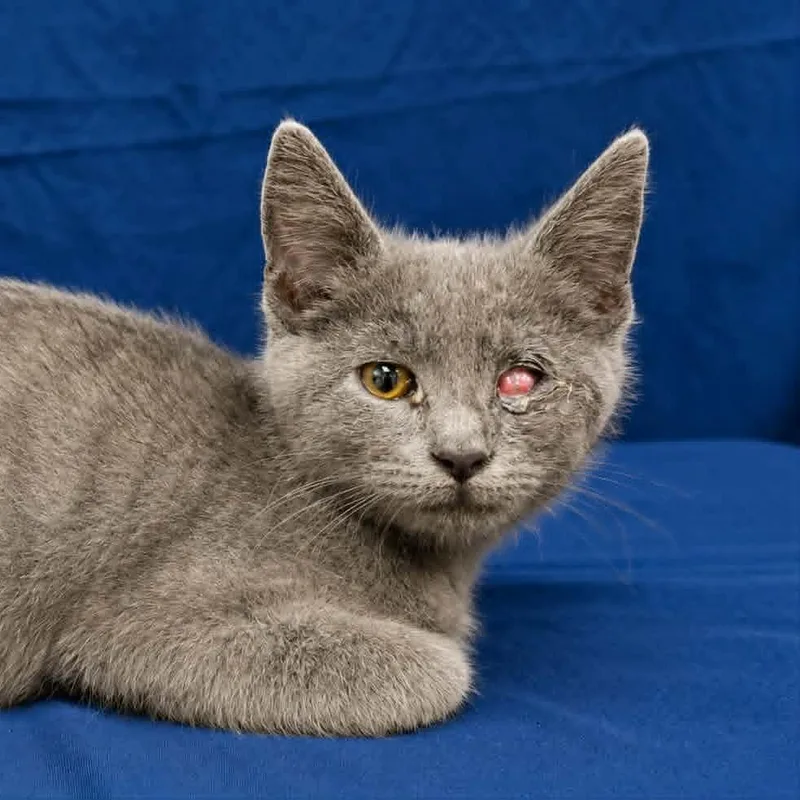 A baby small-sized female Gray / Blue / Silver Domestic Short Hair cat named Tai for adoption in Harrisonburg, VA