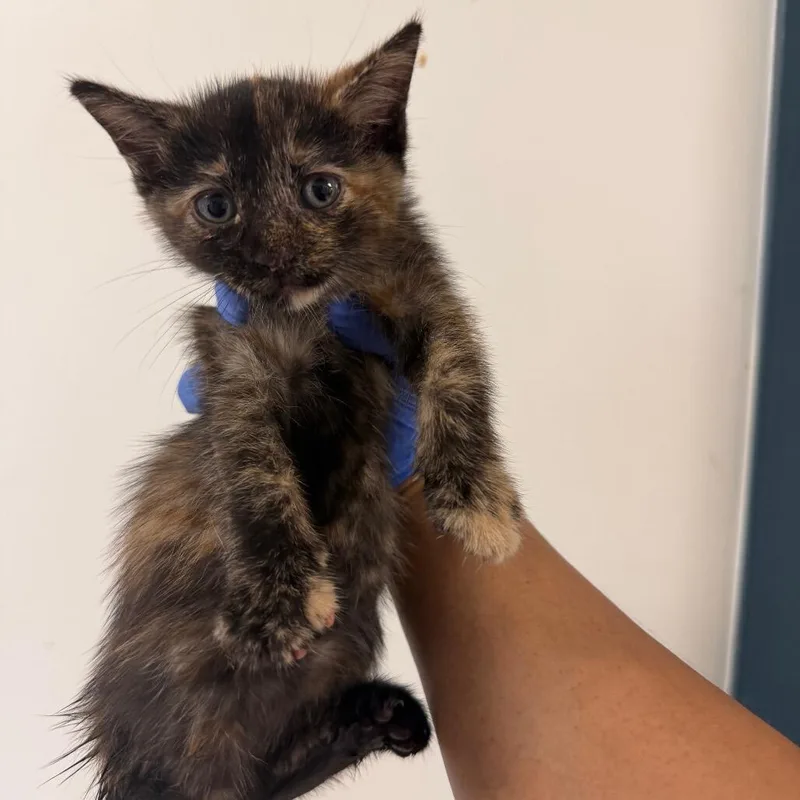 A baby small-sized female Domestic Short Hair cat named Gombus for adoption in Novelty, OH