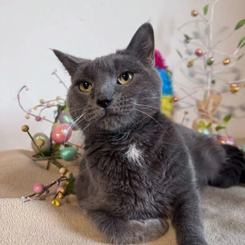 An adult medium-sized male Gray / Blue / Silver Domestic Short Hair cat named Theo for adoption in Toms River, NJ