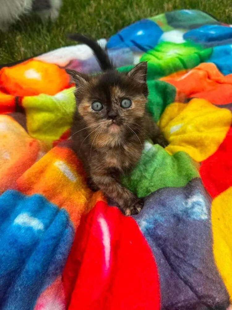 A baby small-sized male Domestic Medium Hair cat named Toasted Marshmellow for adoption in Lincoln, NE