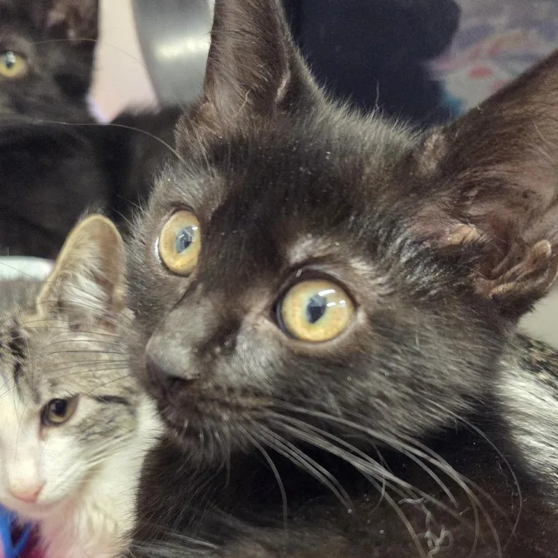 A baby small-sized female Domestic Short Hair cat named Habanero for adoption in Voorhees, NJ