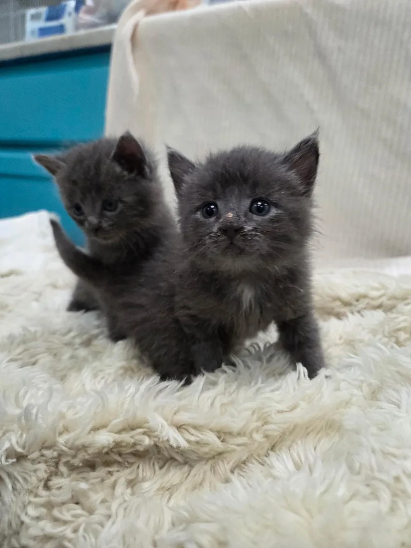 A baby medium-sized female Domestic Medium Hair cat named Pickles And Cucumber for adoption in Columbia, MO