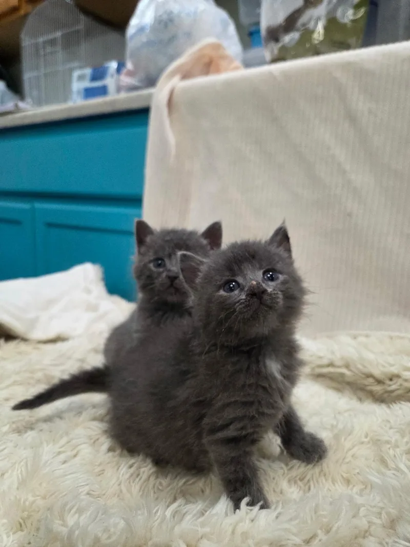Pickles And Cucumber thumbnail 3