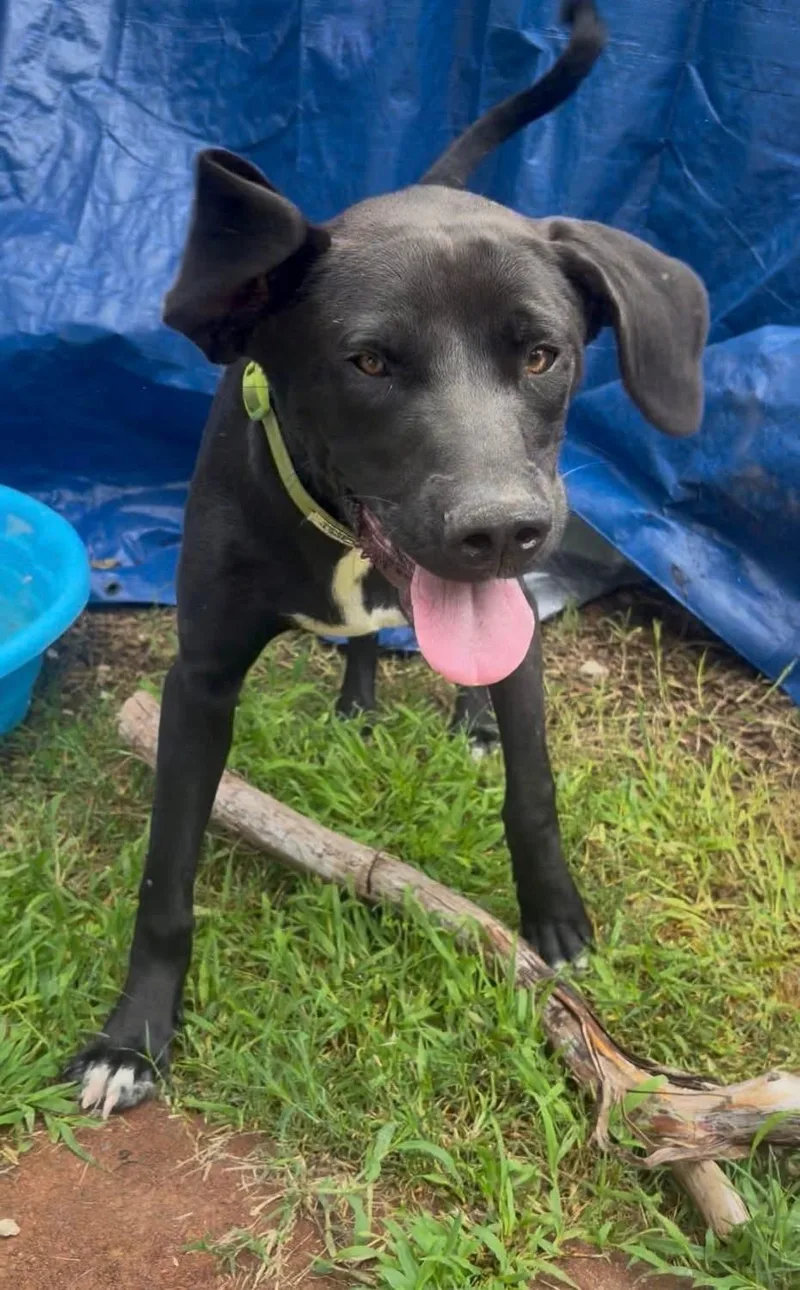 A young medium-sized male Labrador Retriever dog named Bill Wilson for adoption in Lake Wylie, SC