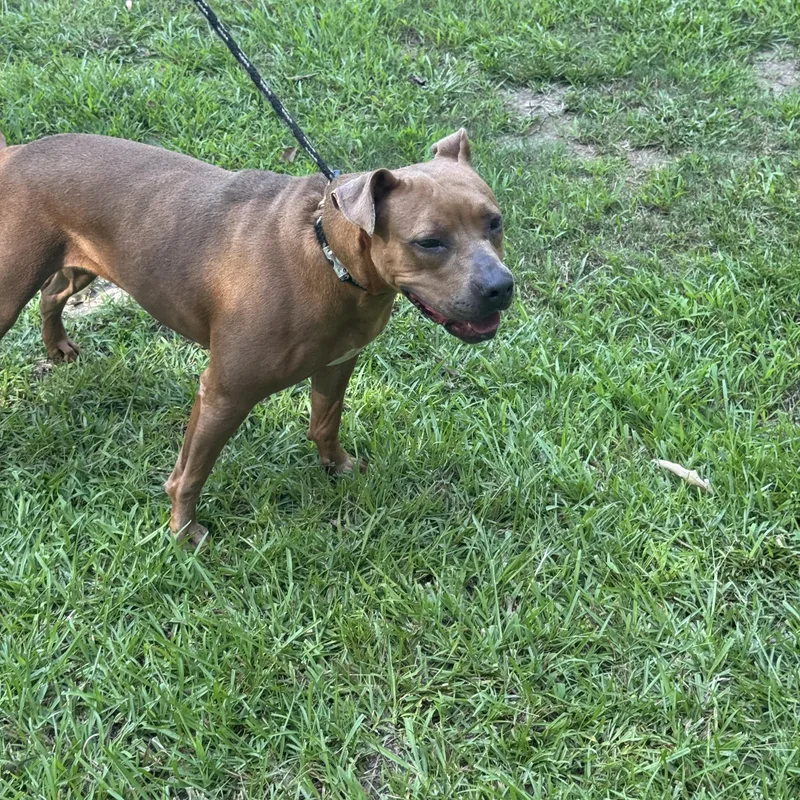 An adult medium-sized female Yellow / Tan / Blond / Fawn Terrier dog named Paisley for adoption in Alexandria, LA