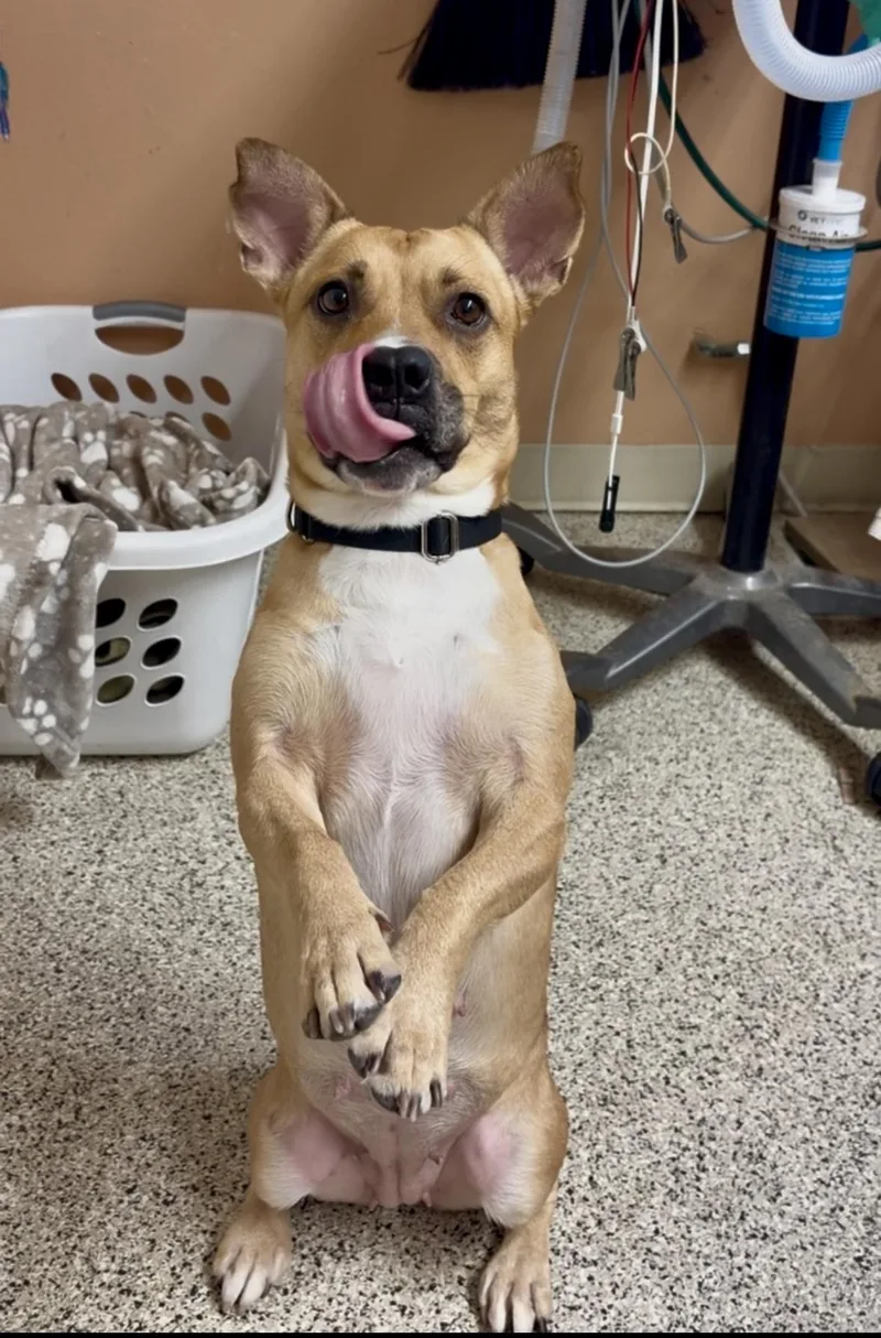 An adult medium-sized female American Staffordshire Terrier dog named Agnes for adoption in Phoenix, AZ