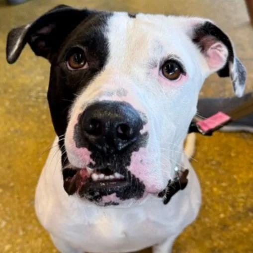 A young medium-sized male Tricolor (Brown, Black, & White) Pit Bull Terrier dog named Pretzel for adoption in Naperville, IL