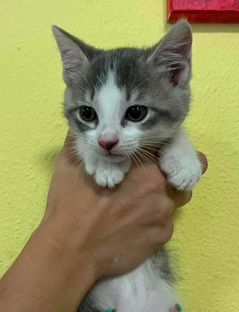 A baby small-sized female Domestic Medium Hair cat named Katy for adoption in Rockwall, TX