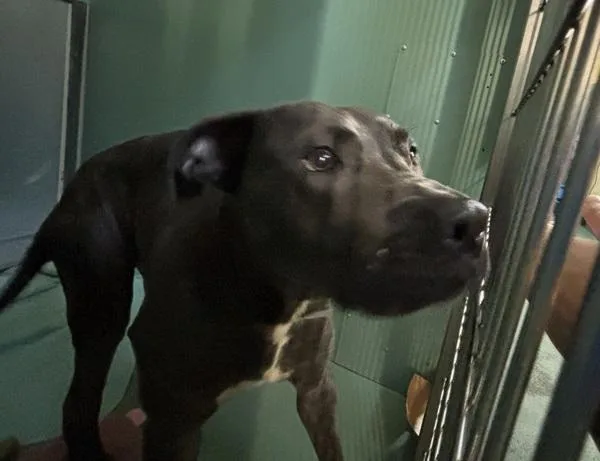 An adult large-sized male Mixed Breed dog named Moosey Gooobert for adoption in New York, NY