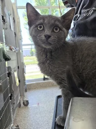 A baby small-sized male Domestic Short Hair cat named Tiberius for adoption in Westland, MI