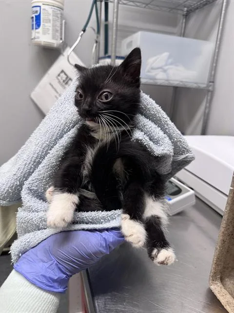 A baby small-sized female Domestic Short Hair cat named Netizen for adoption in Kent, WA