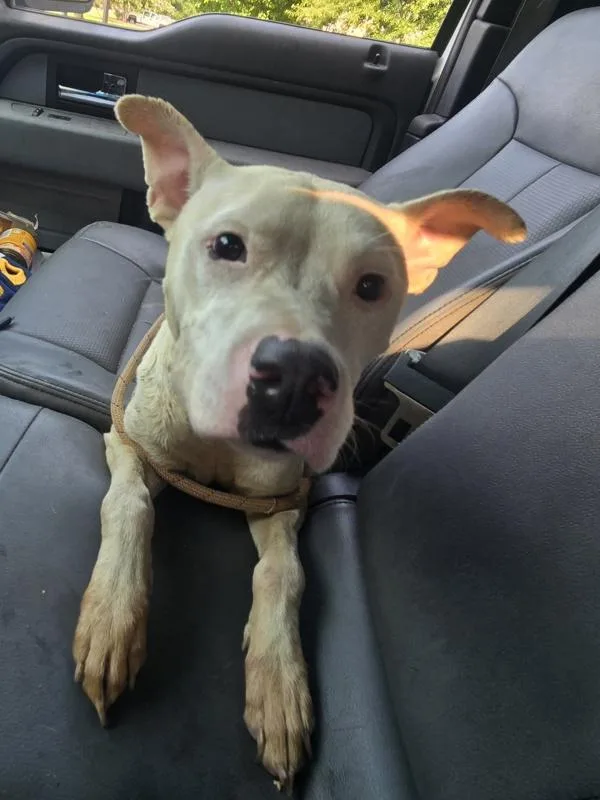 An adult small-sized female Pit Bull Terrier dog named Honeydew for adoption in Salisbury, MD