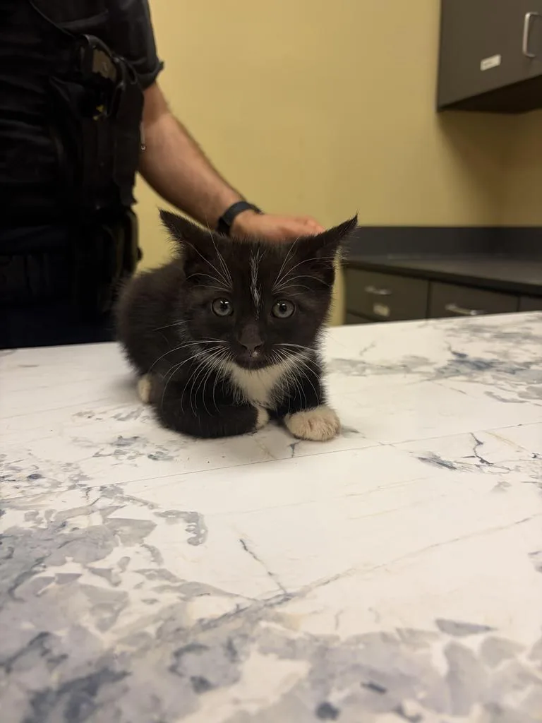 A baby medium-sized male Domestic Short Hair cat named Utah for adoption in Florence, SC