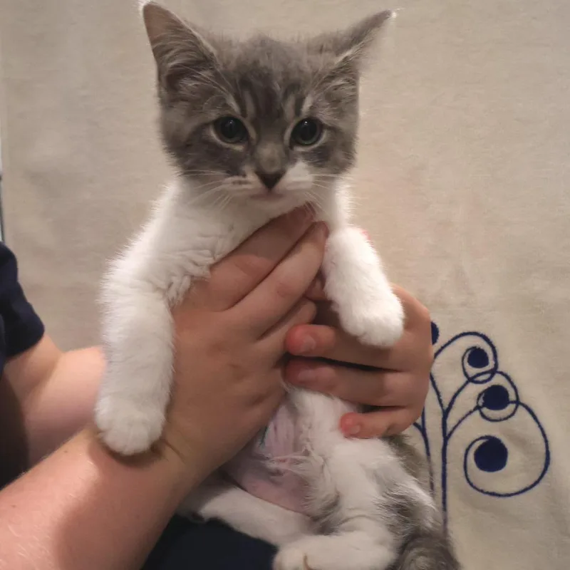 A baby small-sized female Gray / Blue / Silver Domestic Short Hair cat named Black for adoption in Saint Charles, MO