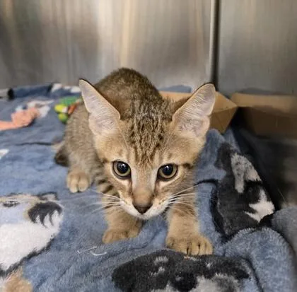 A baby small-sized male Domestic Short Hair cat named Yaris for adoption in Gainesville, FL