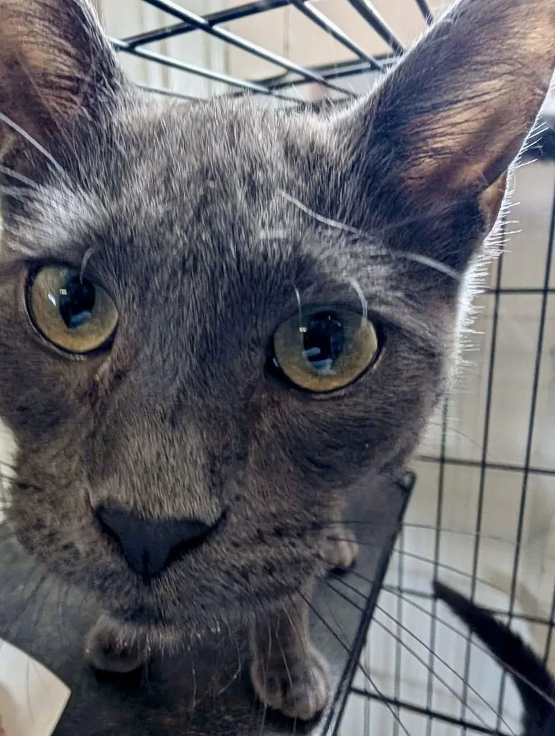 A baby medium-sized female Gray / Blue / Silver Domestic Short Hair cat named Miss Marple for adoption in Detroit Lakes, MN